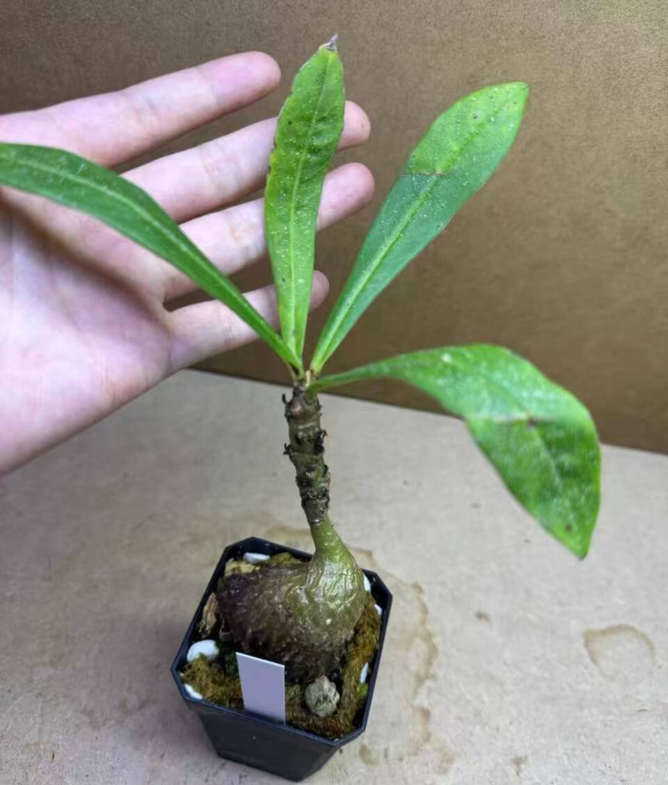 Myrmecodia schlechteri ant plants