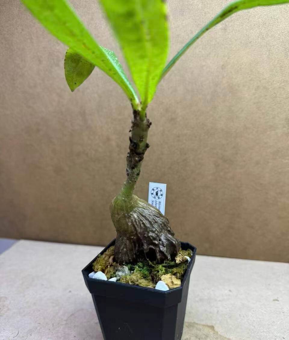 Myrmecodia schlechteri for sale