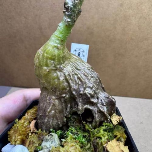 Myrmecodia schlechteri (Ant plant)