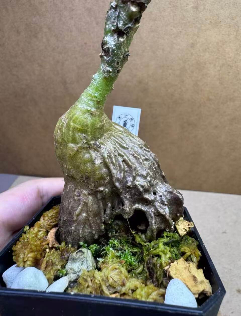 Myrmecodia schlechteri sale