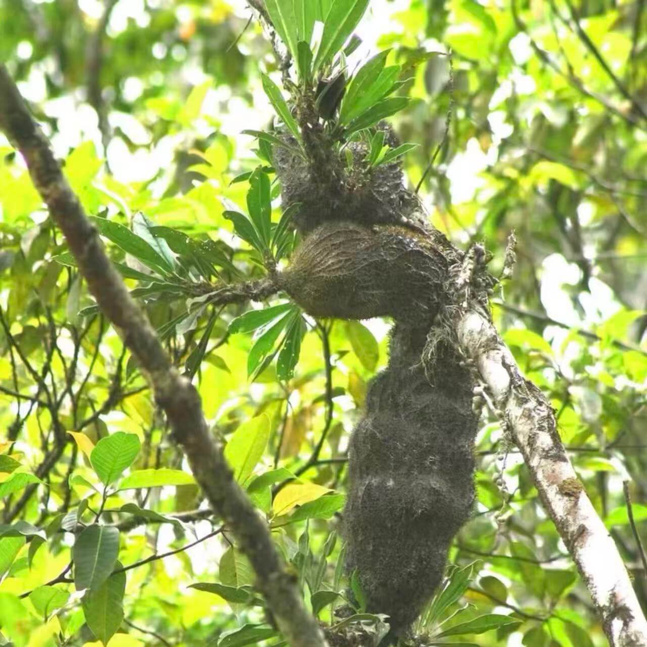 Myrmecodia schlechteri