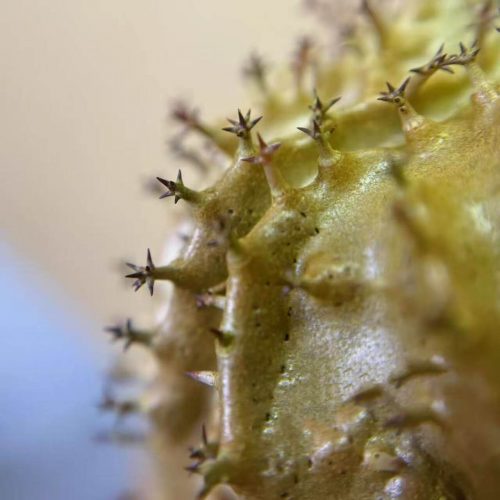 Myrmecodia spec. Kebar Valley (Ant plant)