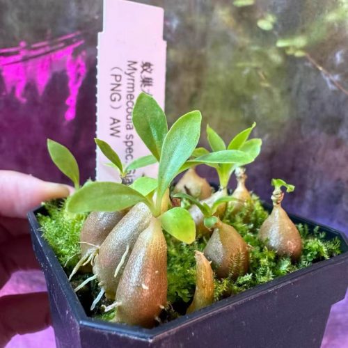 Myrmecodia spec. Siasiada (Ant plant)