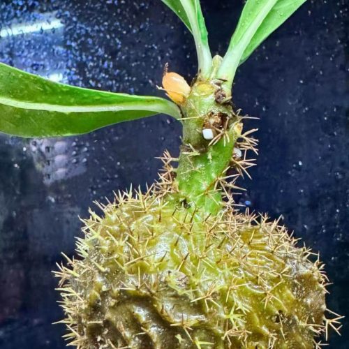 Myrmecodia spec. Siasiada (Ant plant)