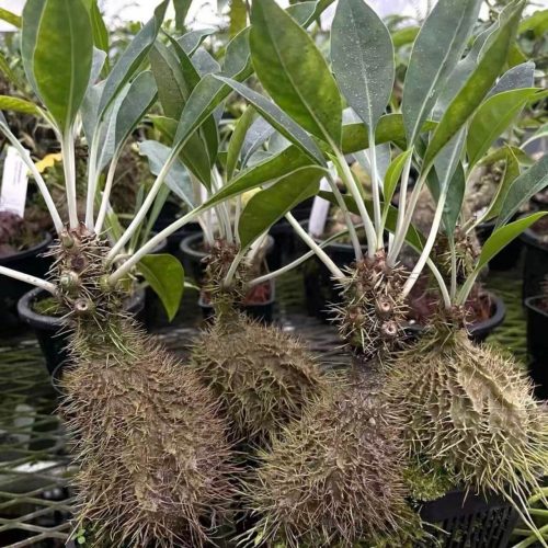 Myrmecodia tuberosa ‘apoensis’