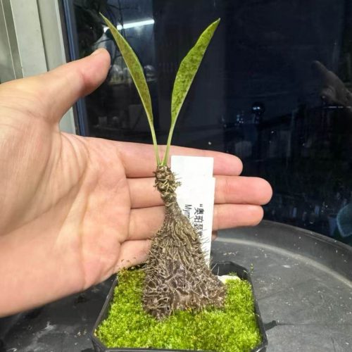 Myrmecodia tuberosa ‘apoensis’