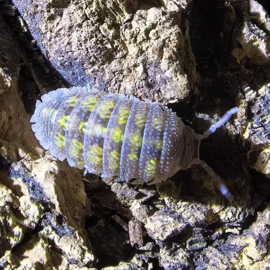 Armadillidium Beieri for sale