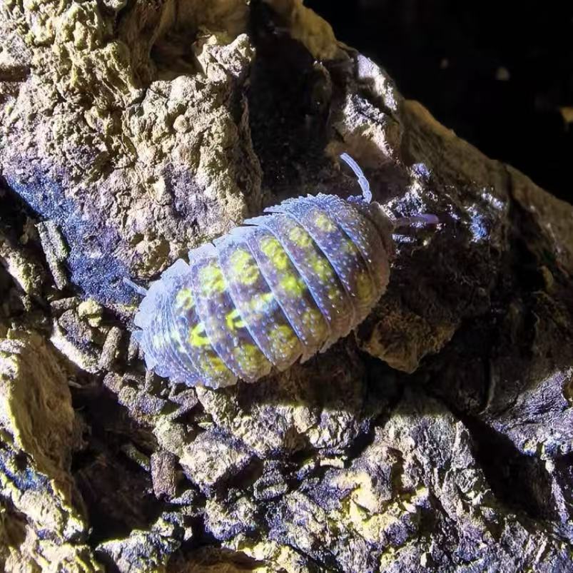 Armadillidium Beieri sale