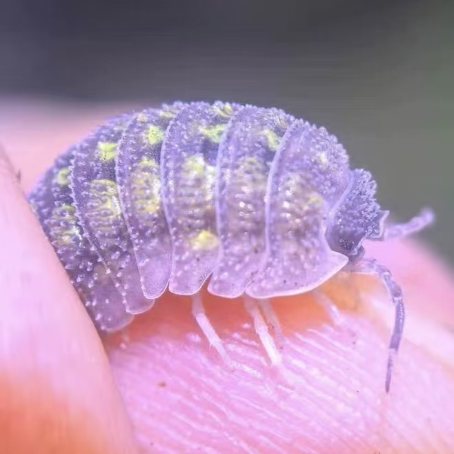 Armadillidium Beieri