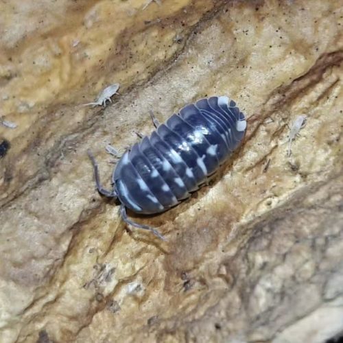 Armadillidium Corcyraeum