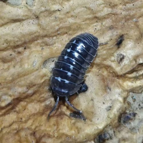 Armadillidium Corcyraeum