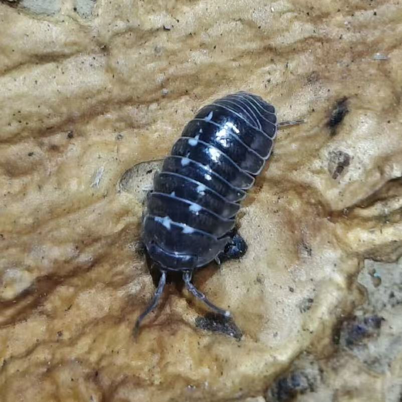 Armadillidium Corcyraeum for sale