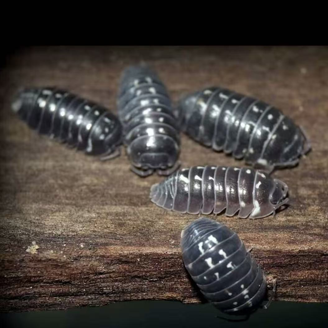 Armadillidium Corcyraeum sale