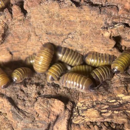 Armadillidium Sicily