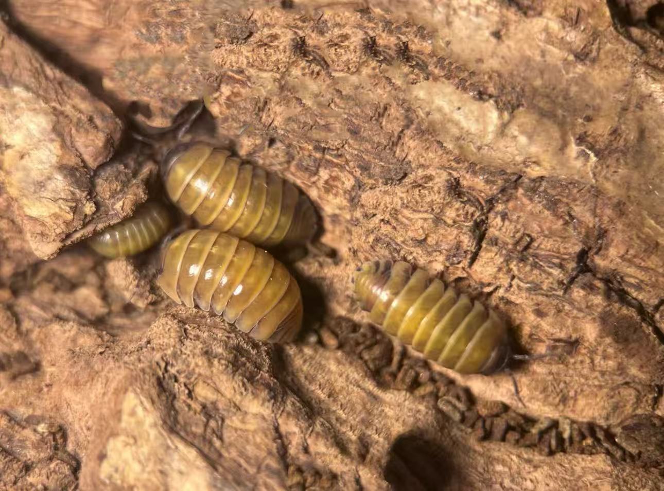 Armadillidium Sicily isopods