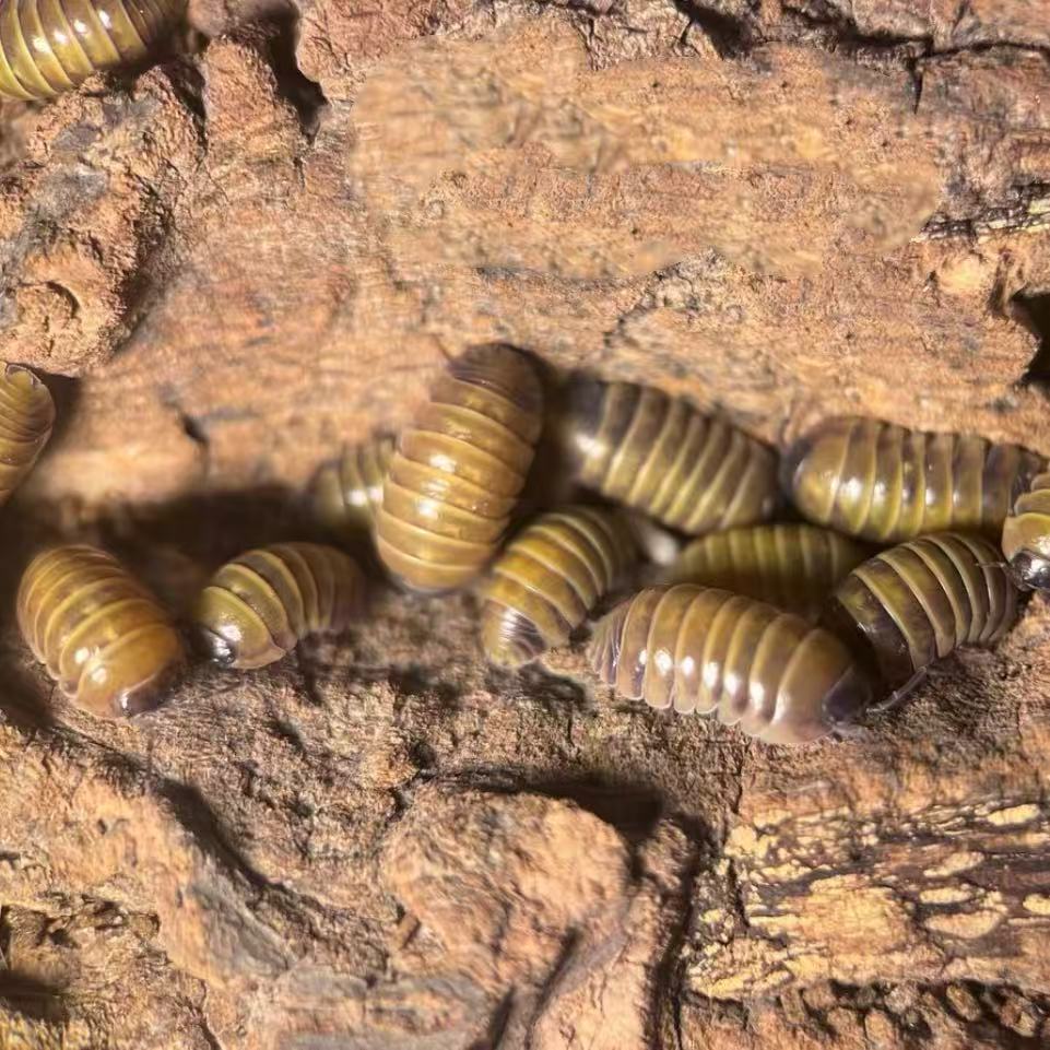 Armadillidium Sicily