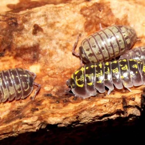 Armadillidium versicolor ‘Slovenia’