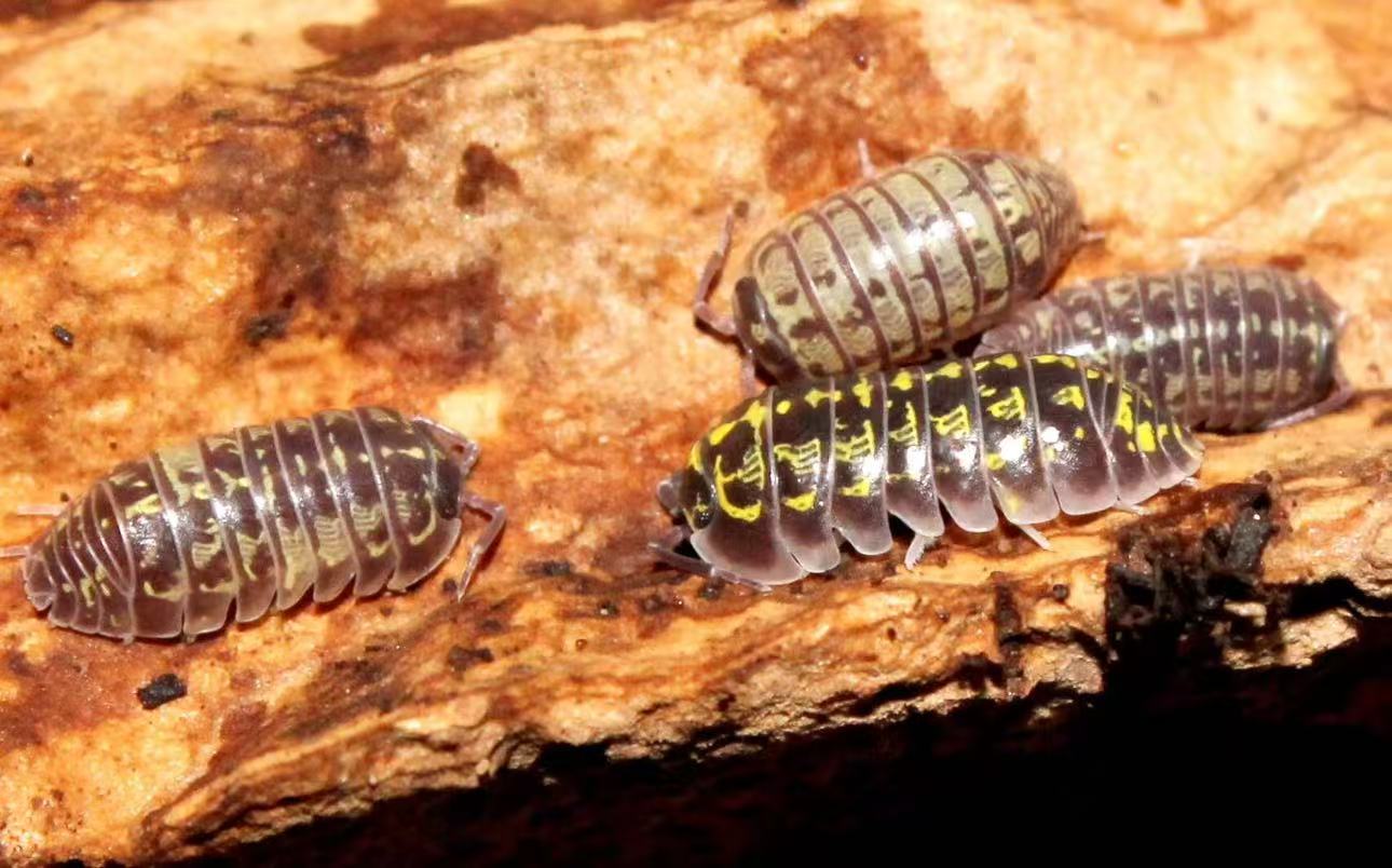 Armadillidium versicolor 'Slovenia' for sale