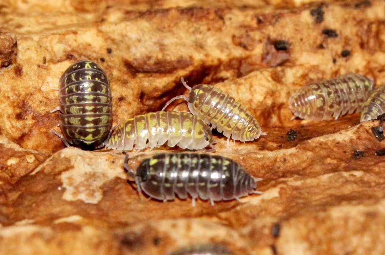 Armadillidium versicolor 'Slovenia' sale