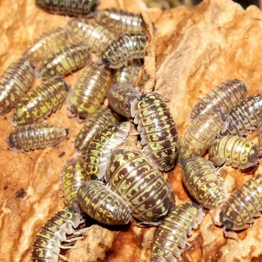Armadillidium versicolor 'Slovenia'
