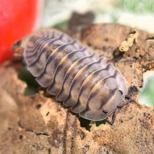 Cubaris “Electric Blue” Isopod