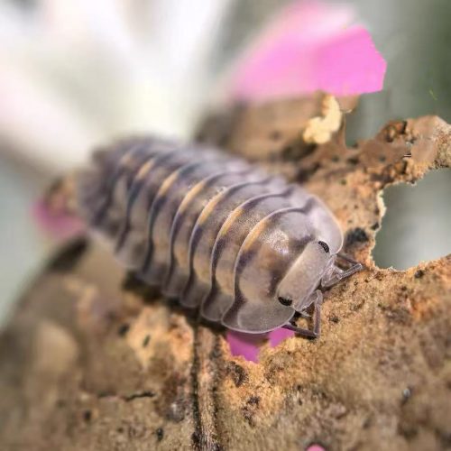 Cubaris “Electric Blue” Isopod