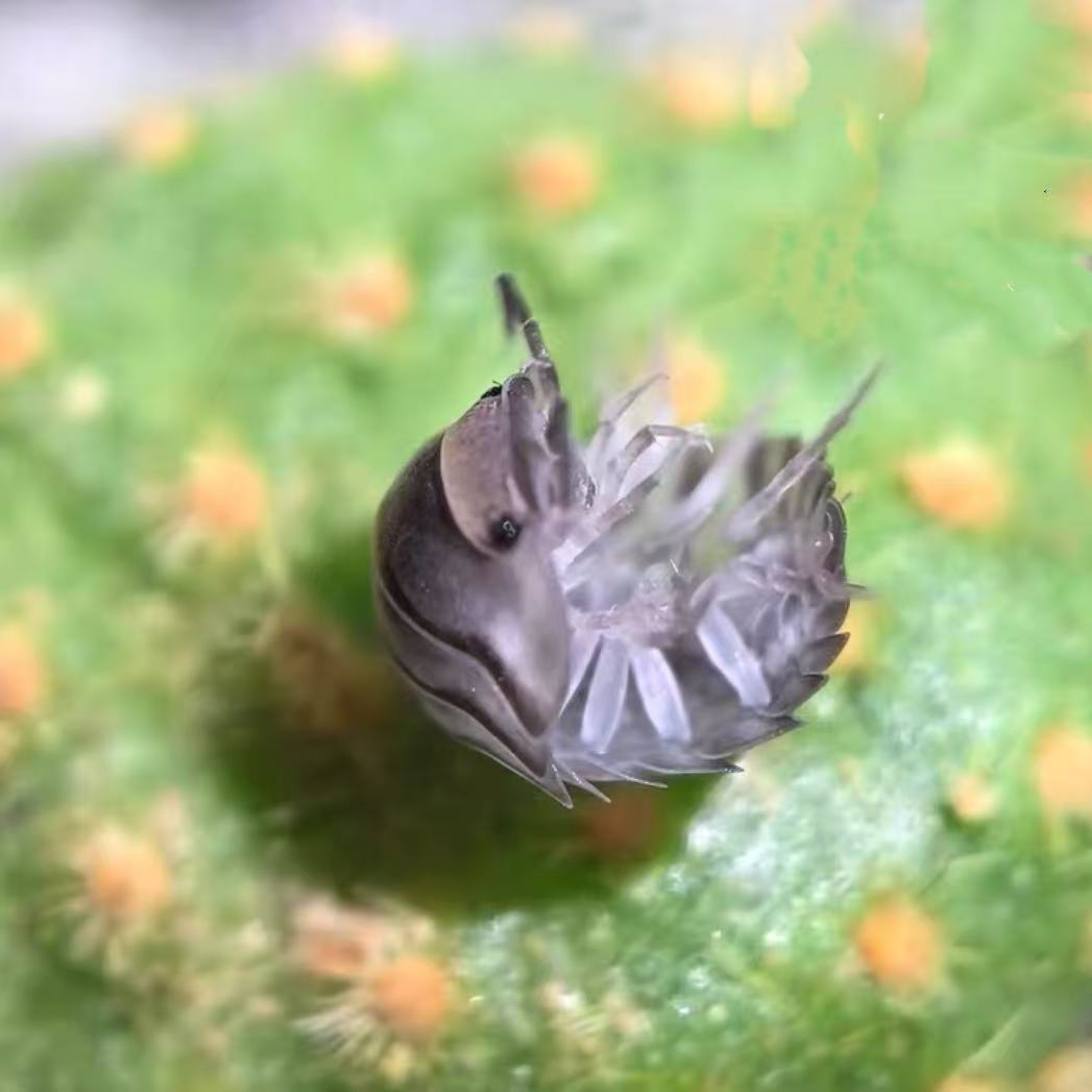 Cubaris Electric Blue Isopod sale