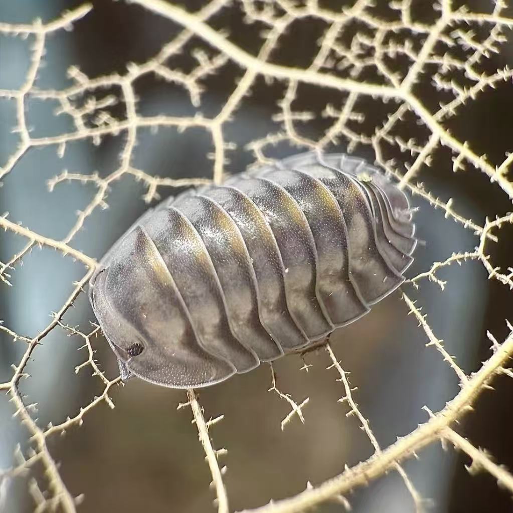 Cubaris Electric Blue