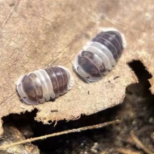 Cubaris sp. White Panda