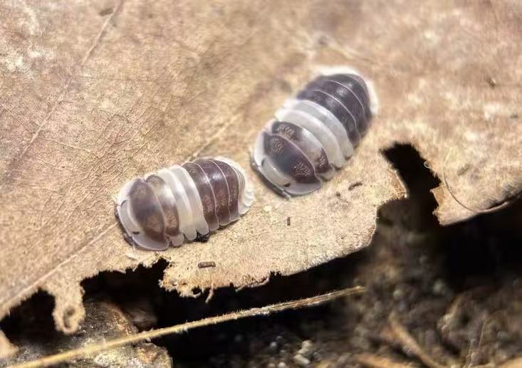 Cubaris sp. White Panda for sale