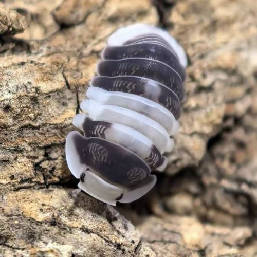 Cubaris sp. White Panda