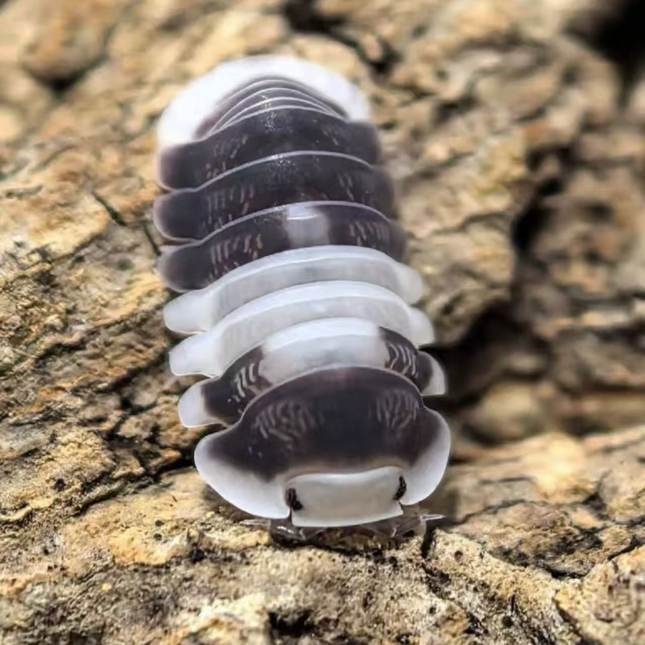 Cubaris sp. White Panda