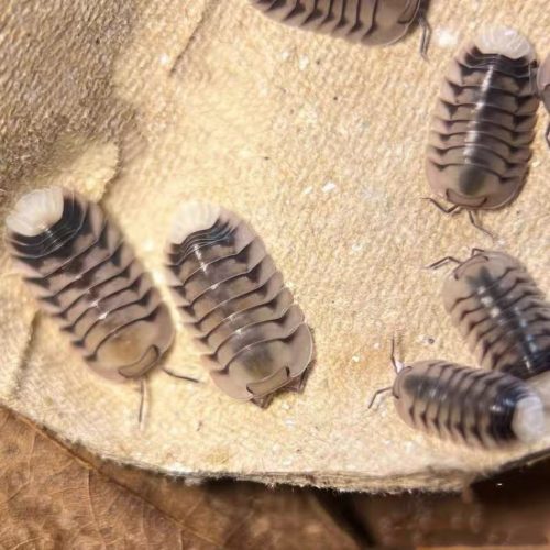 Cubaris sp. White Tiger