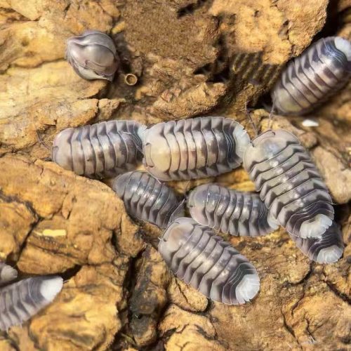 Cubaris sp. White Tiger