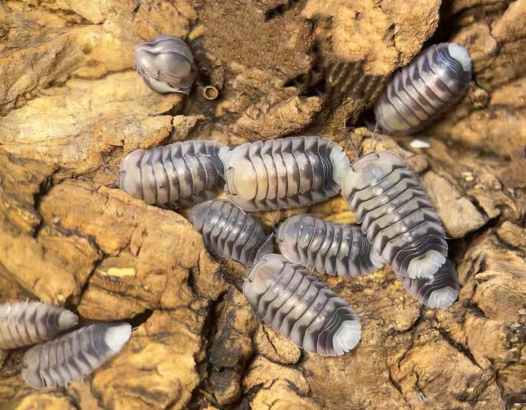 Cubaris sp. White Tiger for sale