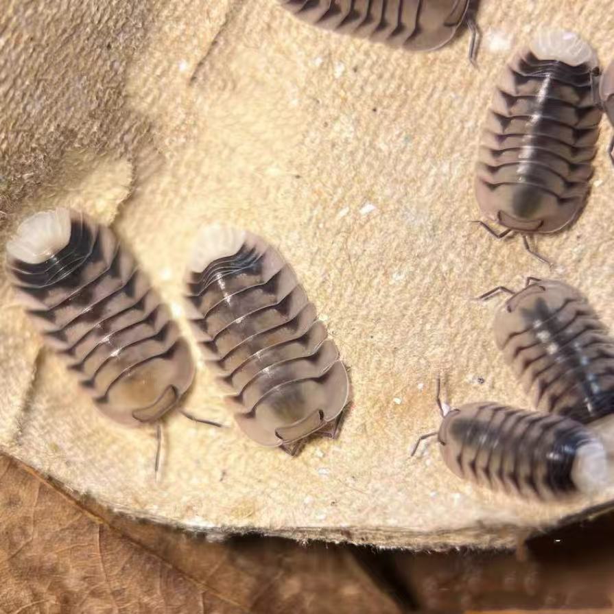 Cubaris sp. White Tiger