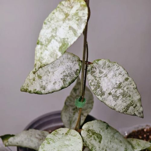 (Rare) Hoya Caudata Silver