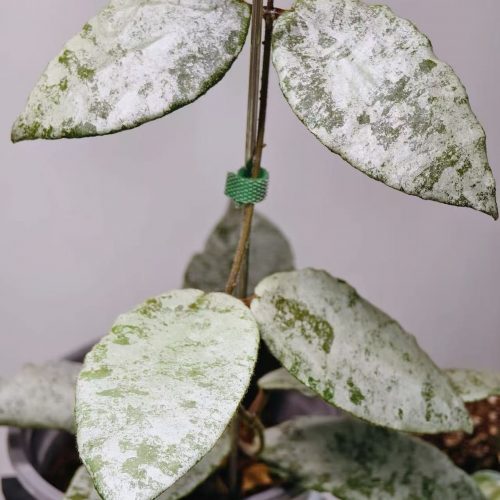 (Rare) Hoya Caudata Silver