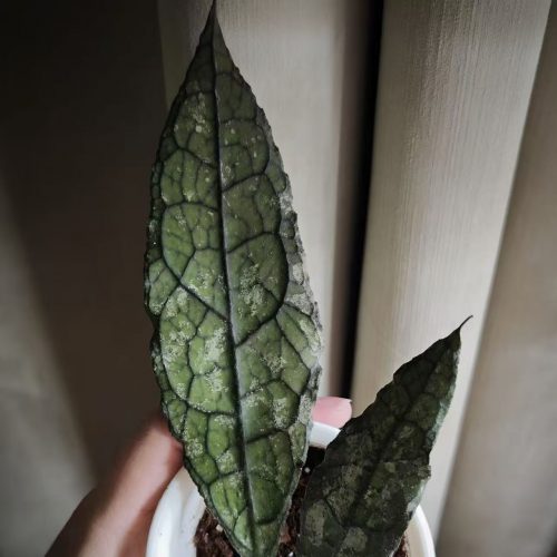 Hoya Clemensiorum Black