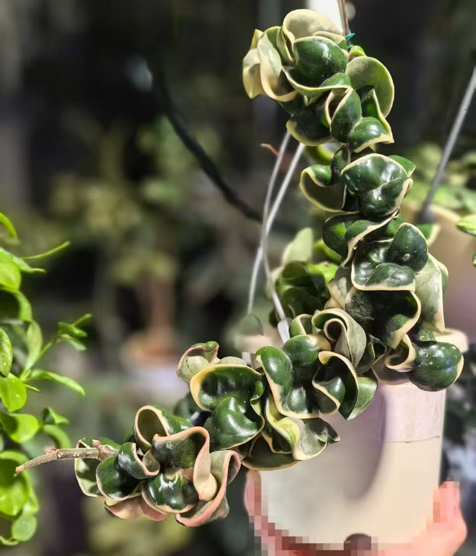 Hoya Compacta Deepgreen Albomarginata for sale