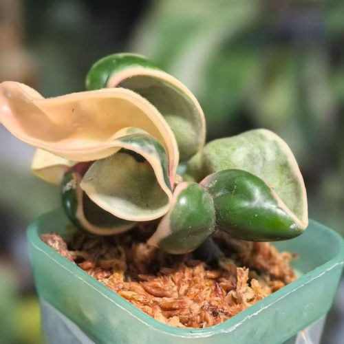 (Rare) Hoya Compacta Deepgreen Albomarginata