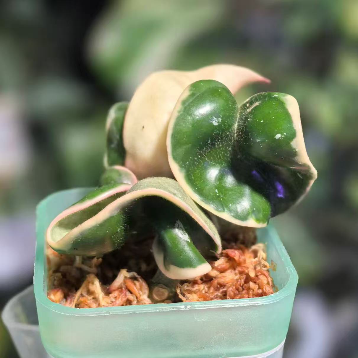 Hoya Compacta Deepgreen Albomarginata