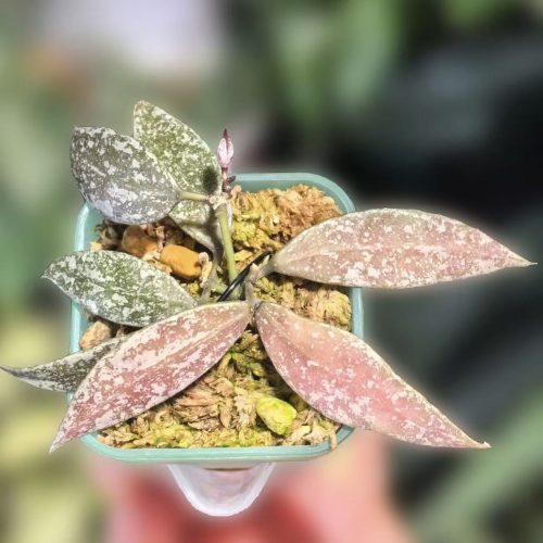 (Rare) Hoya Lacunosa Laos