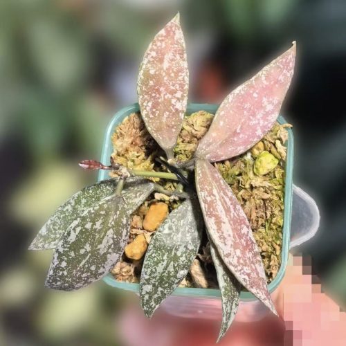 (Rare) Hoya Lacunosa Laos