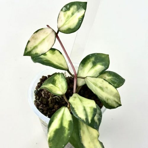 Hoya Lacunosa Minara