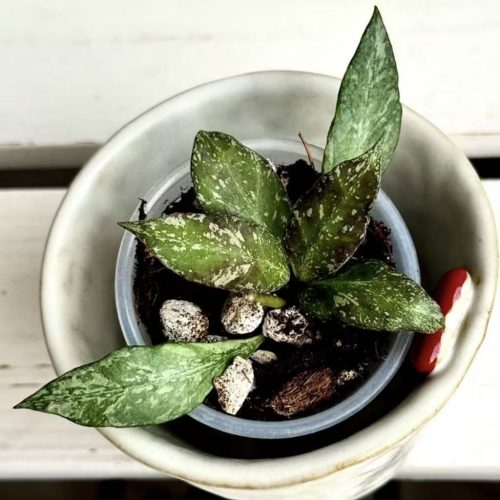 Hoya Lacunosa Zebra Skin