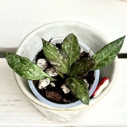 Hoya Lacunosa Zebra Skin