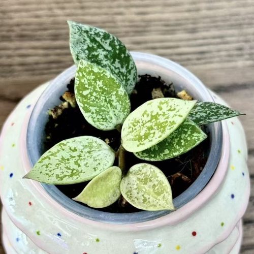 (Rare) Hoya Lacunosa gayung