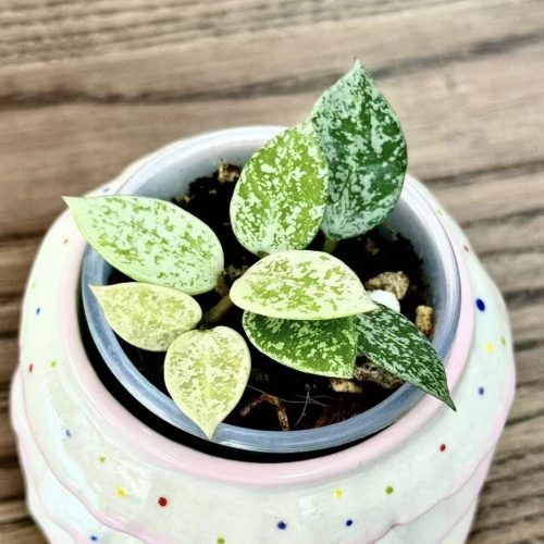 (Rare) Hoya Lacunosa gayung