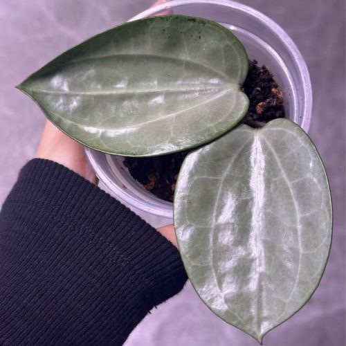 (Rare) Hoya Latifolia Silver